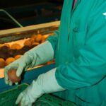 Trabajo para Empacar Frutas Cerca de Selma, California