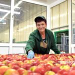 Trabajo para empacar frutas cerca de San Leandro California